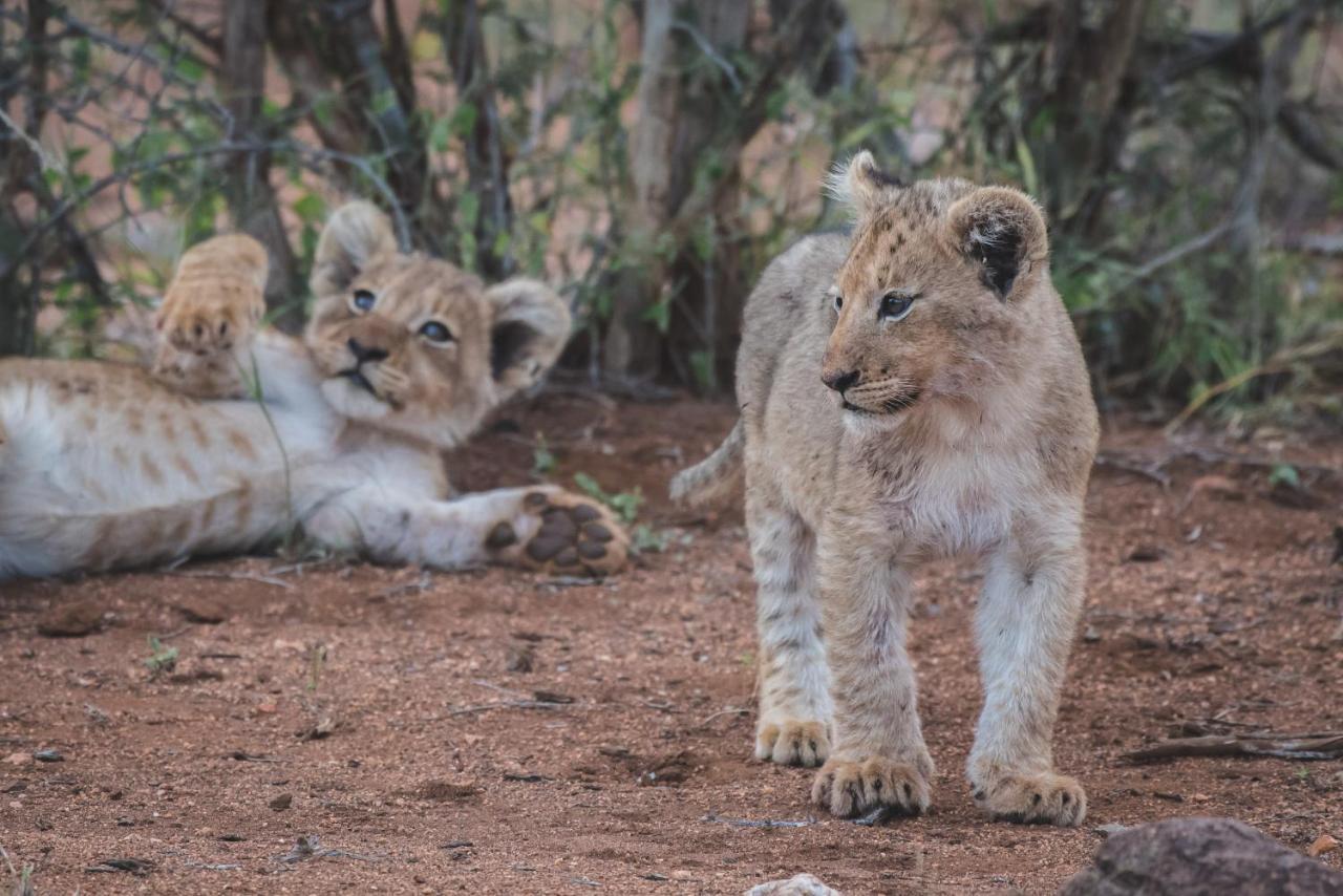 Ku Sungula Safari Lodge Balule Game Reserve Exterior photo