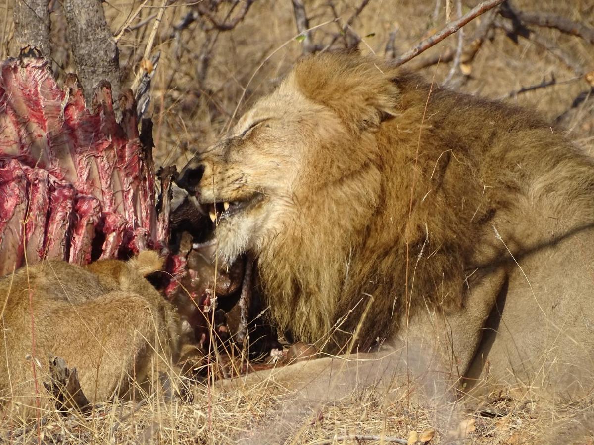 Ku Sungula Safari Lodge Balule Game Reserve Exterior photo